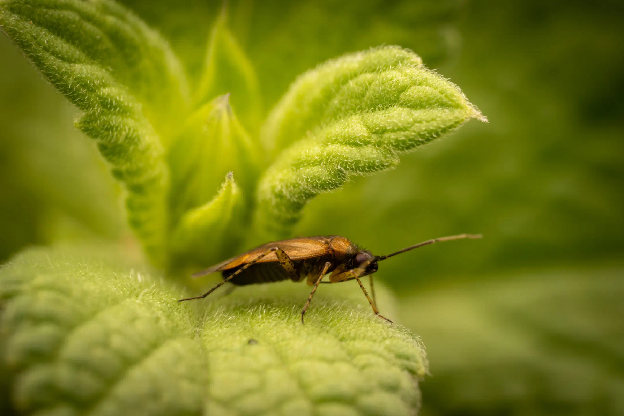 Common Nettle Flower Bug