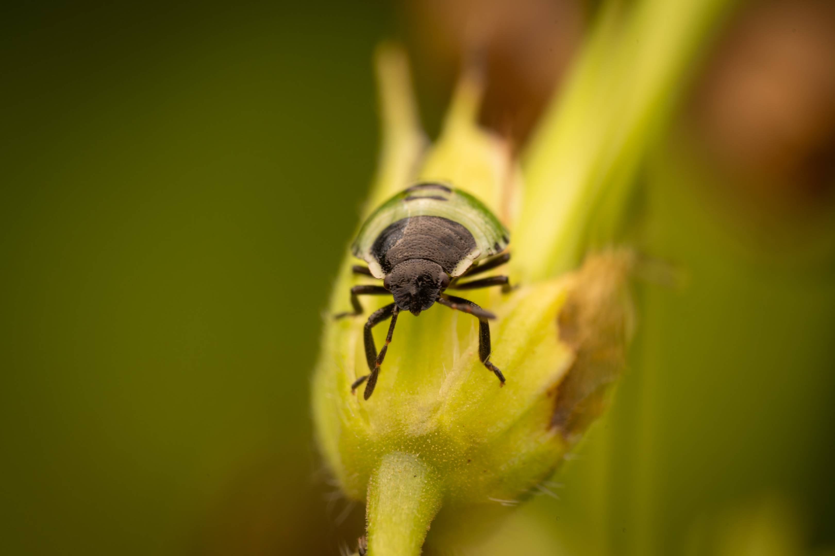 Green Shield Bug