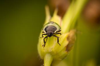 Green Shield Bug