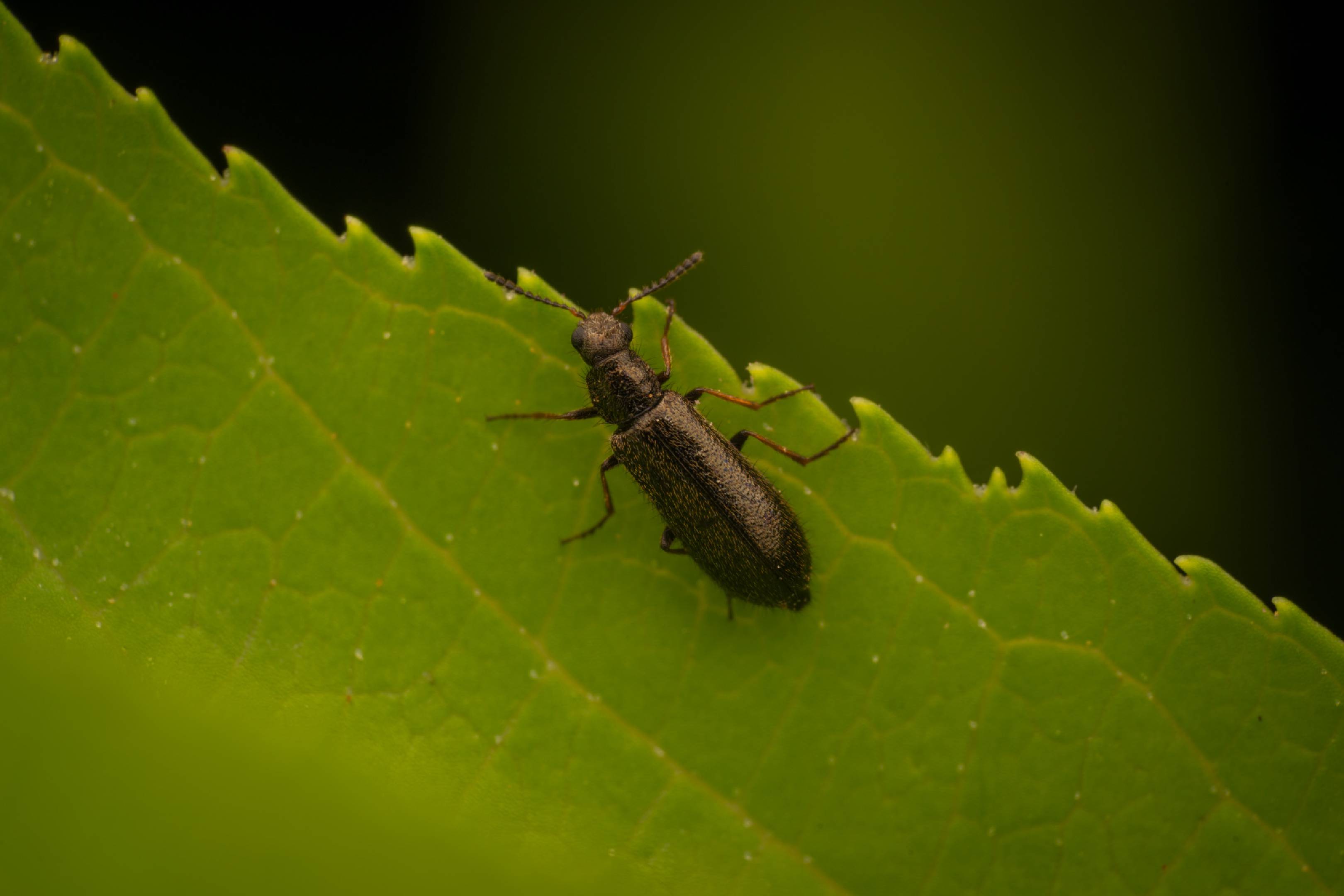 Dasytes plumbeus | Dasytes plumbeus