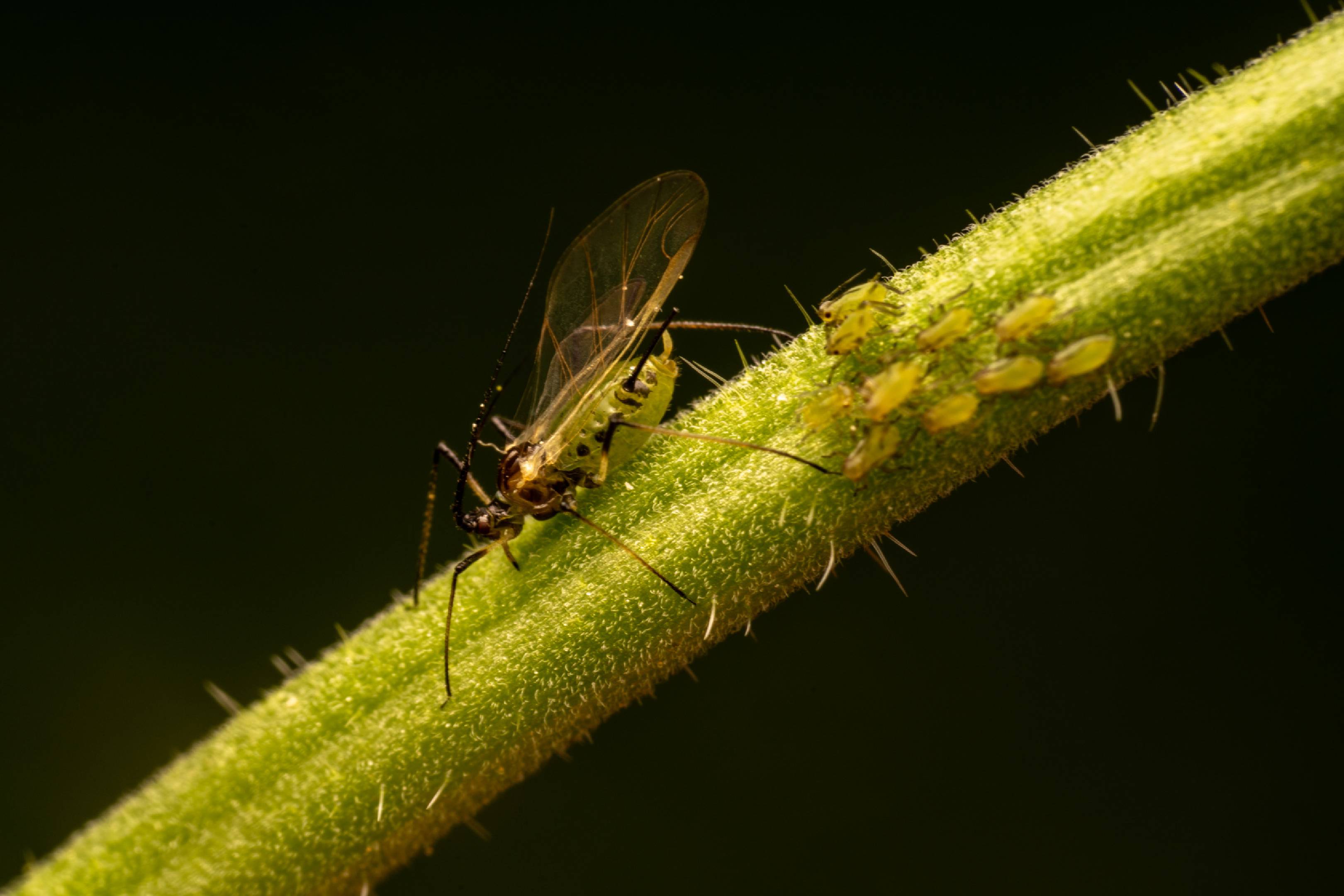 Rose Aphid