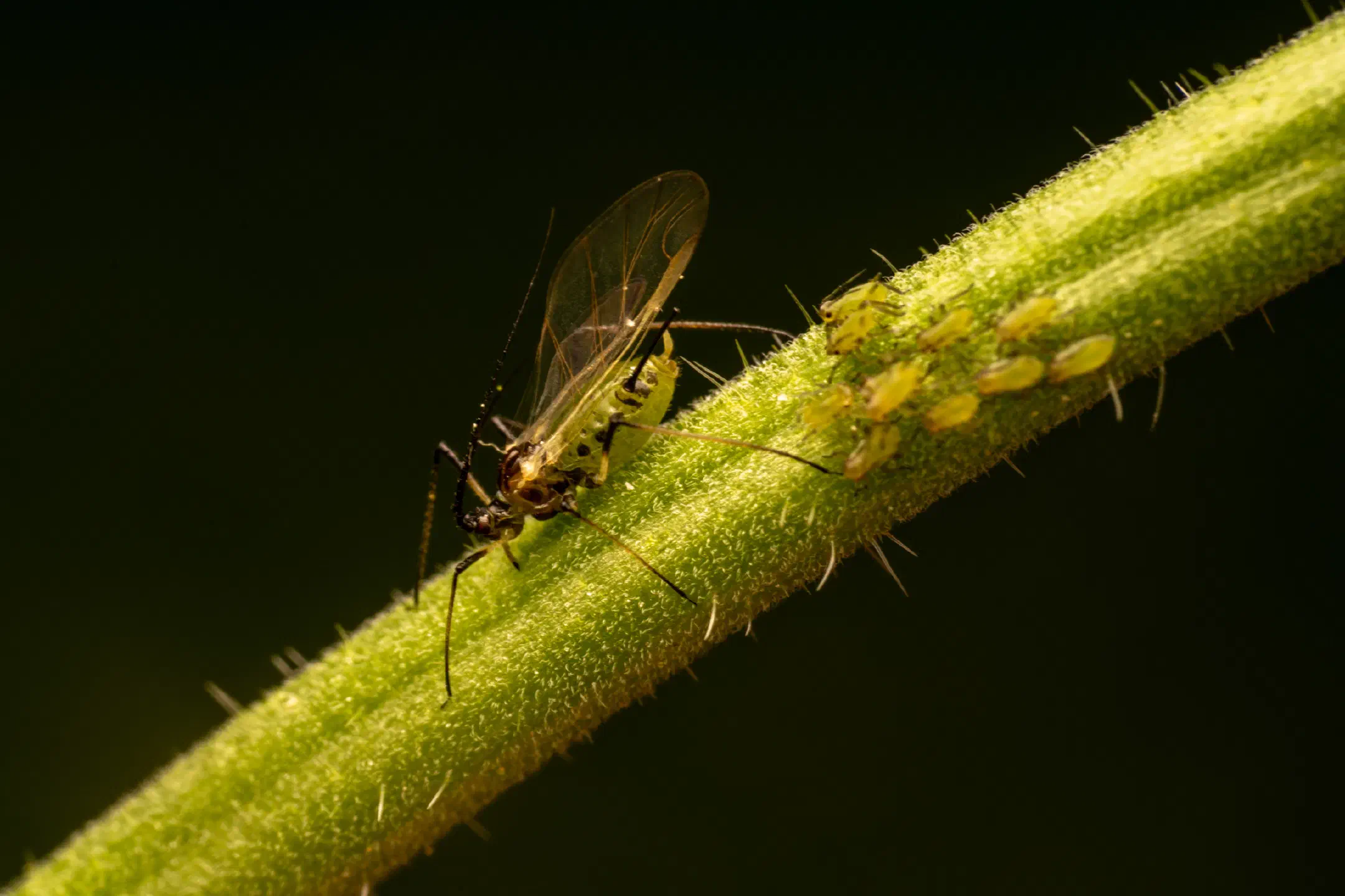 Rose Aphid
