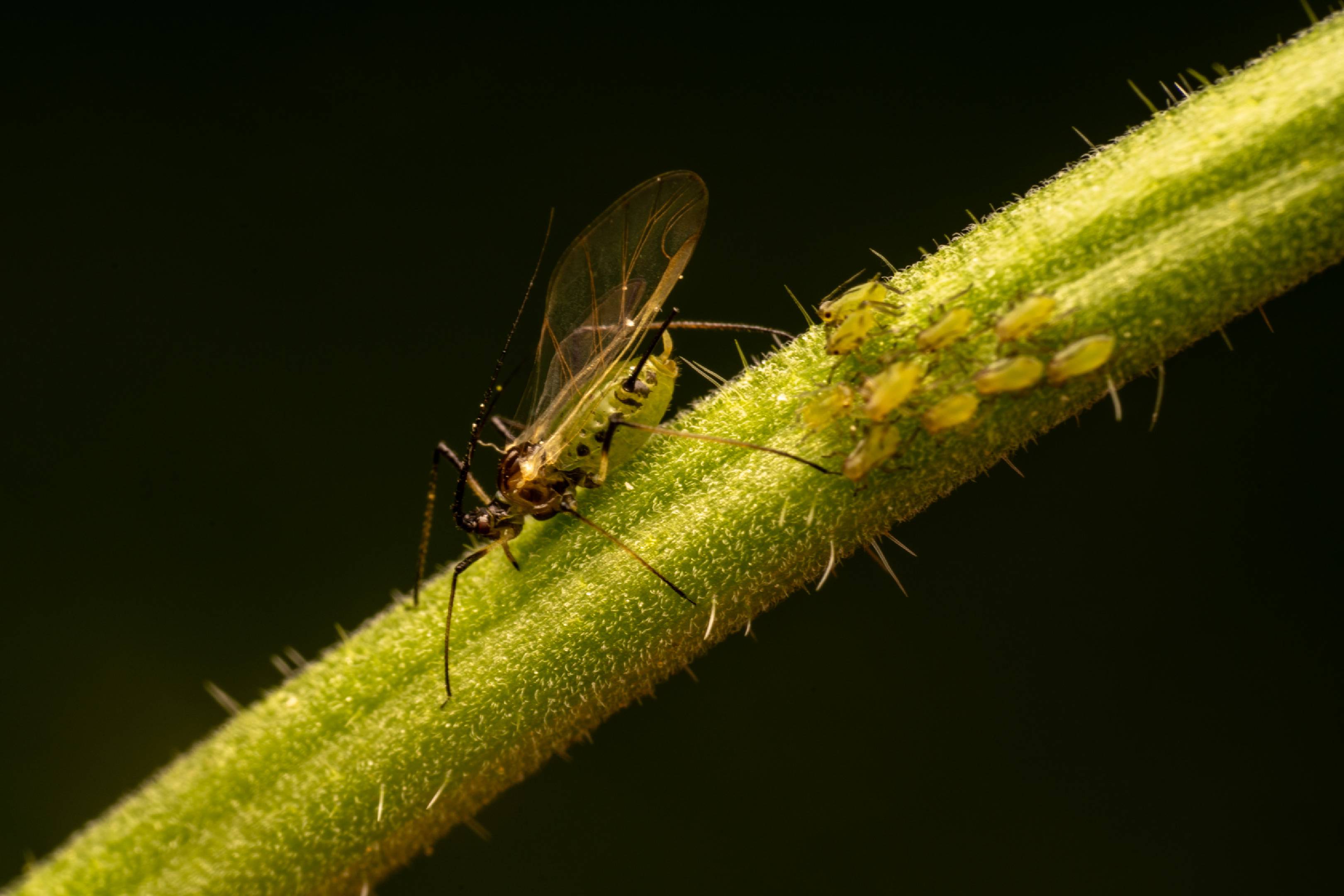 Rose Aphid