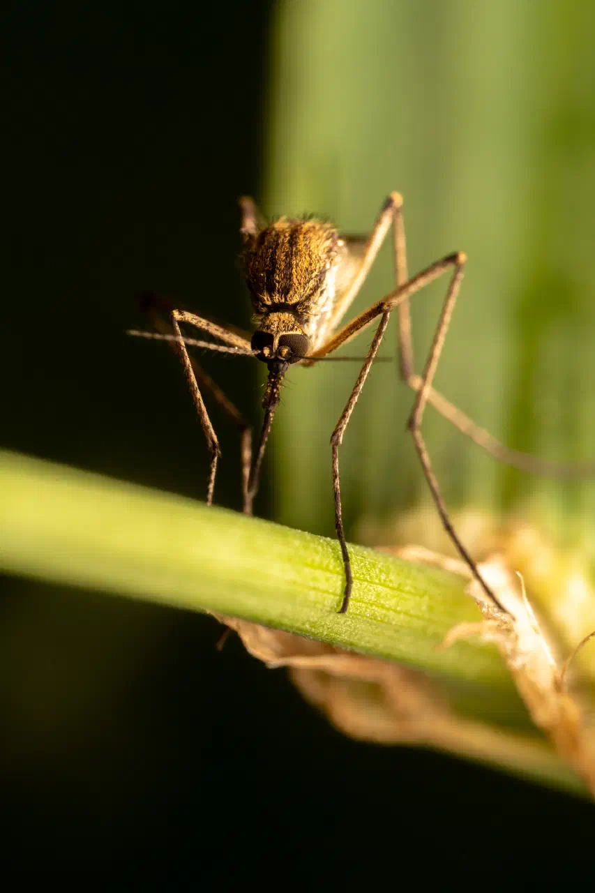 Mosquitoes