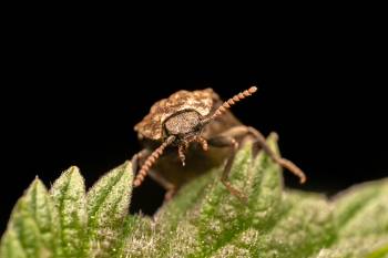 Mottled dingy-brown click beetle