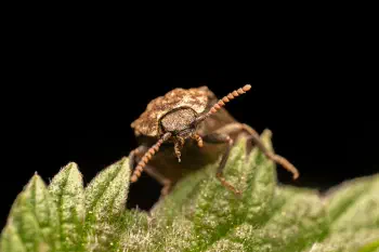 Mottled dingy-brown click beetle