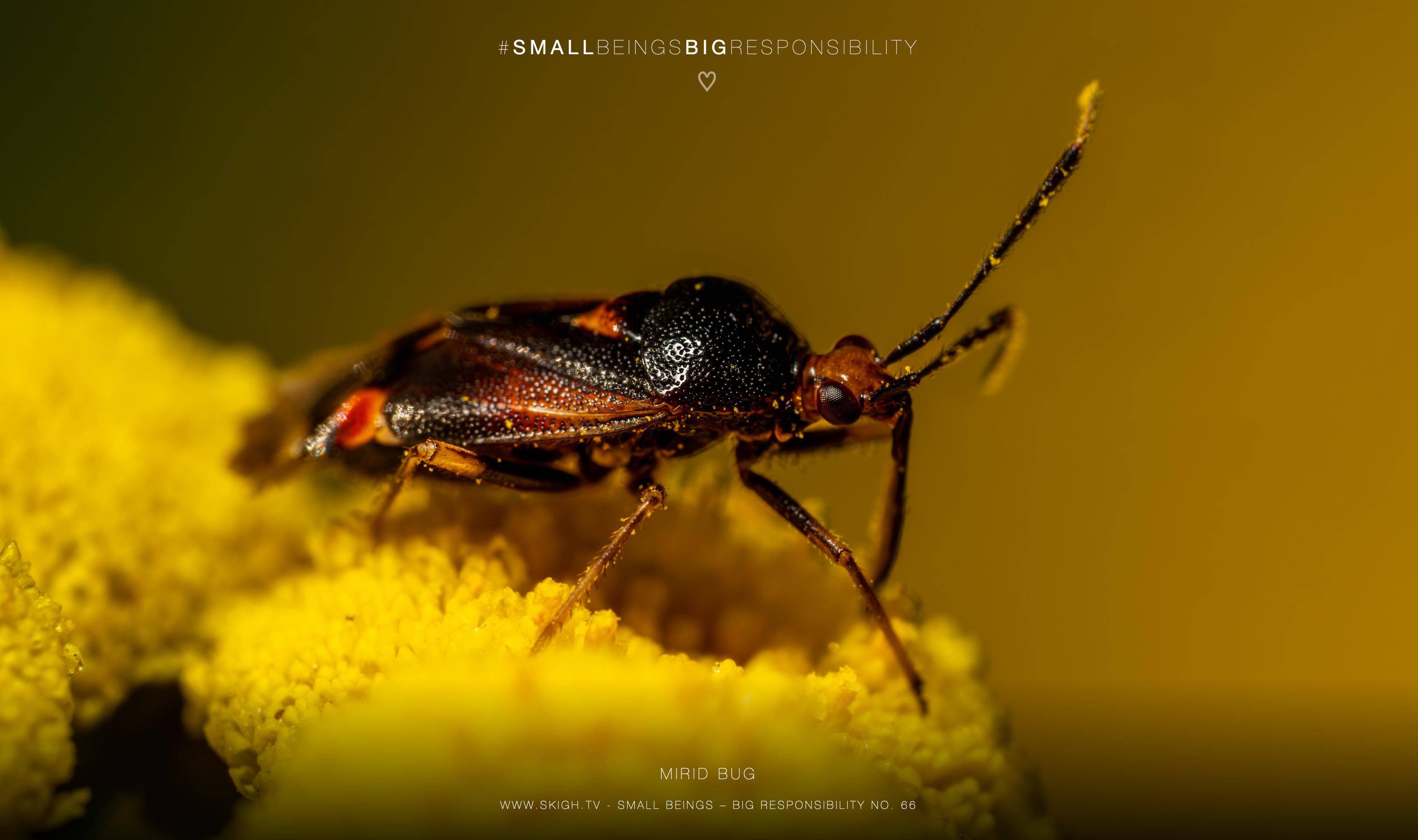 Mirid Bug | 1/250s * f13 * ISO 400 * 90mm - FE 90mm F2.8 Macro G OSS - Sony α7R V Mirid Bug