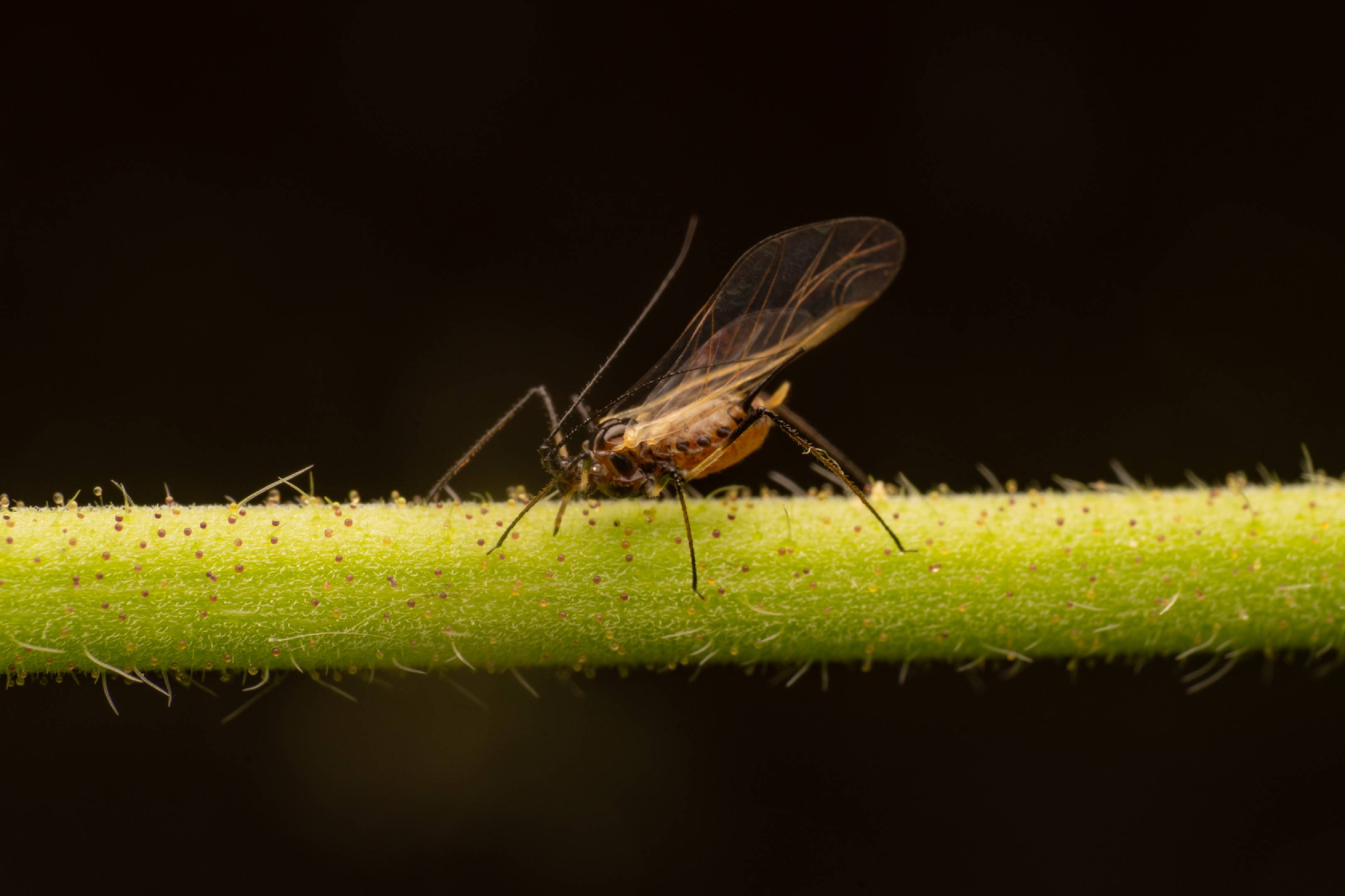 Rose Aphid