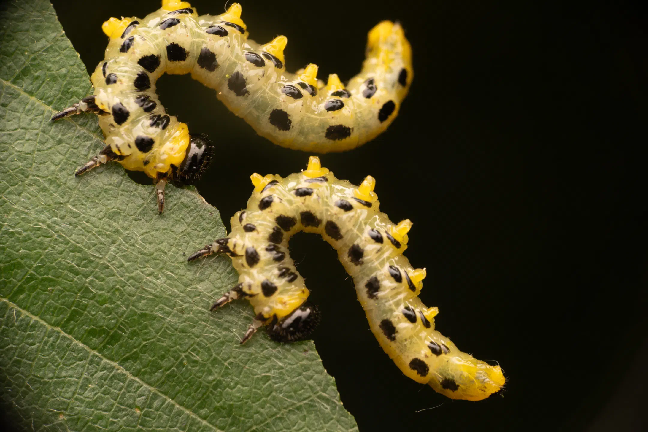 Hazel Sawfly