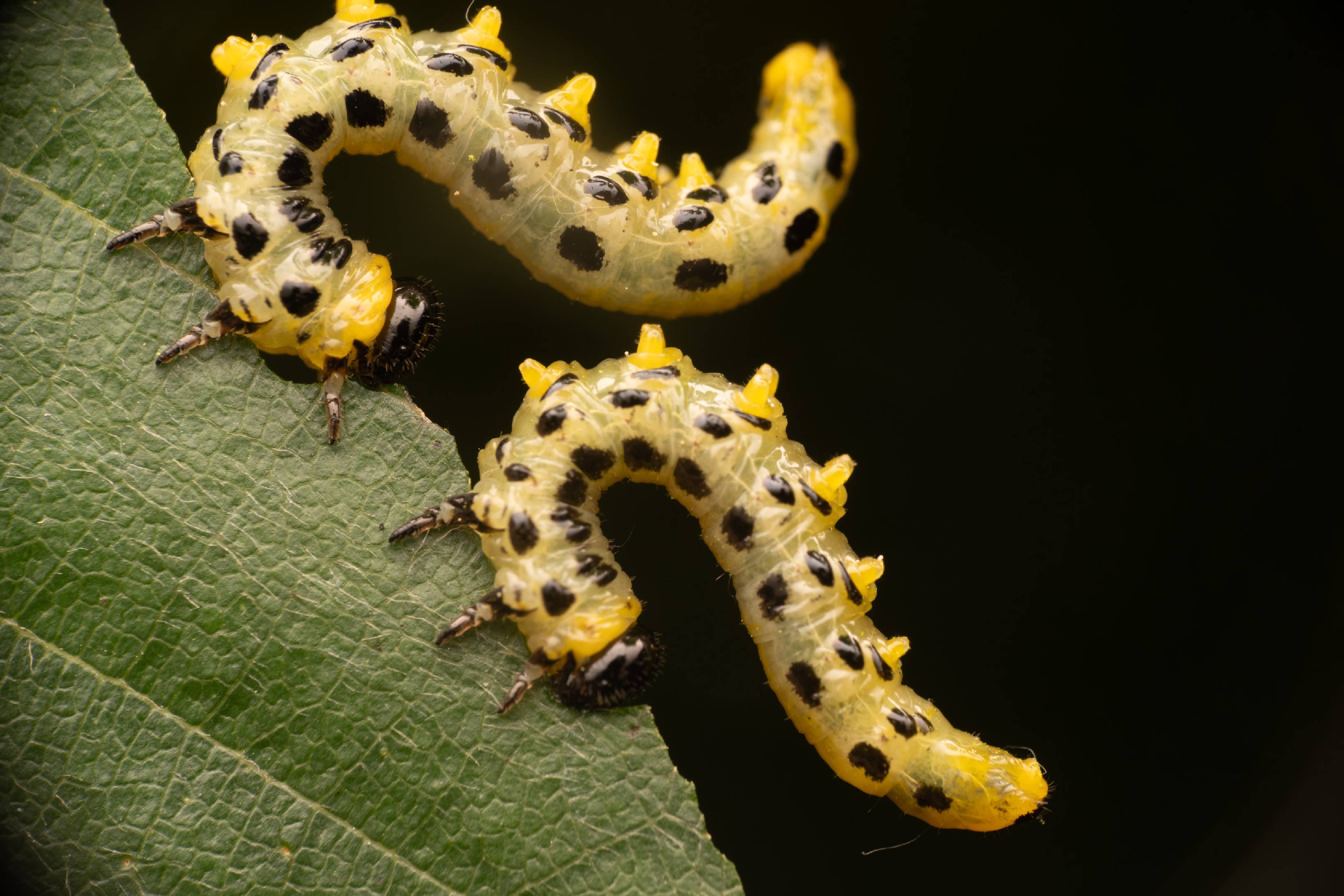 Hazel Sawfly | Hazel Sawfly