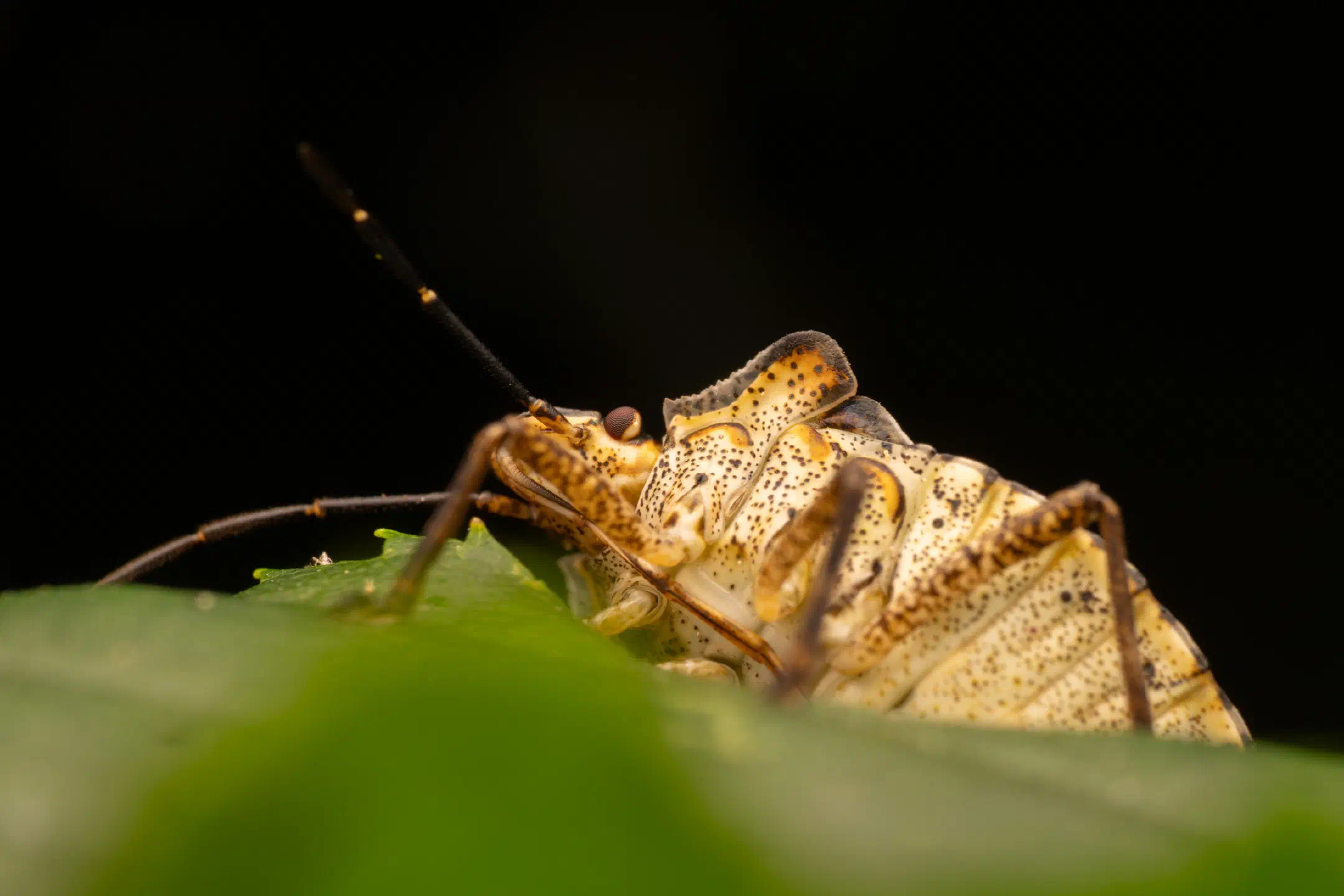 Forest Bug