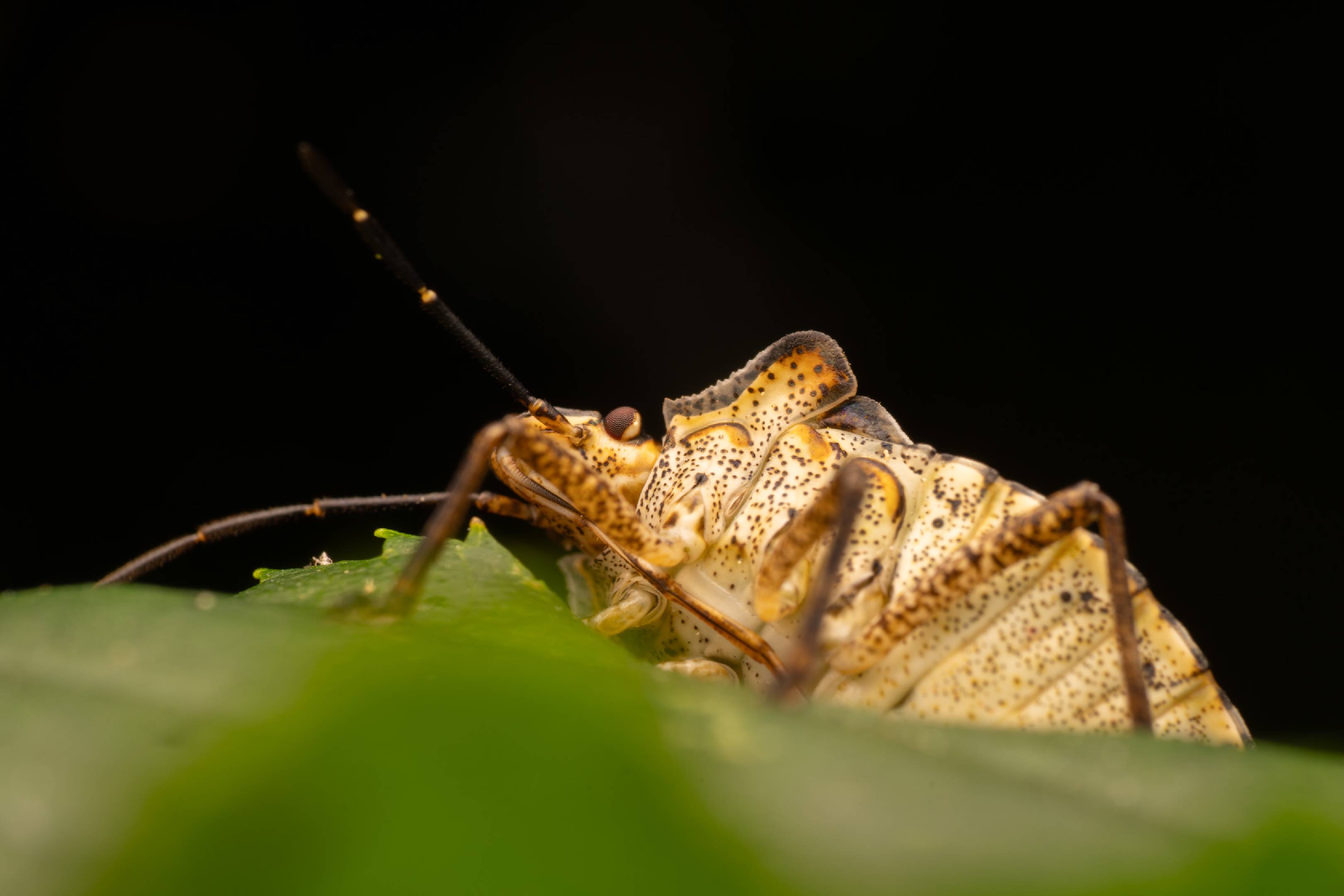 Forest Bug