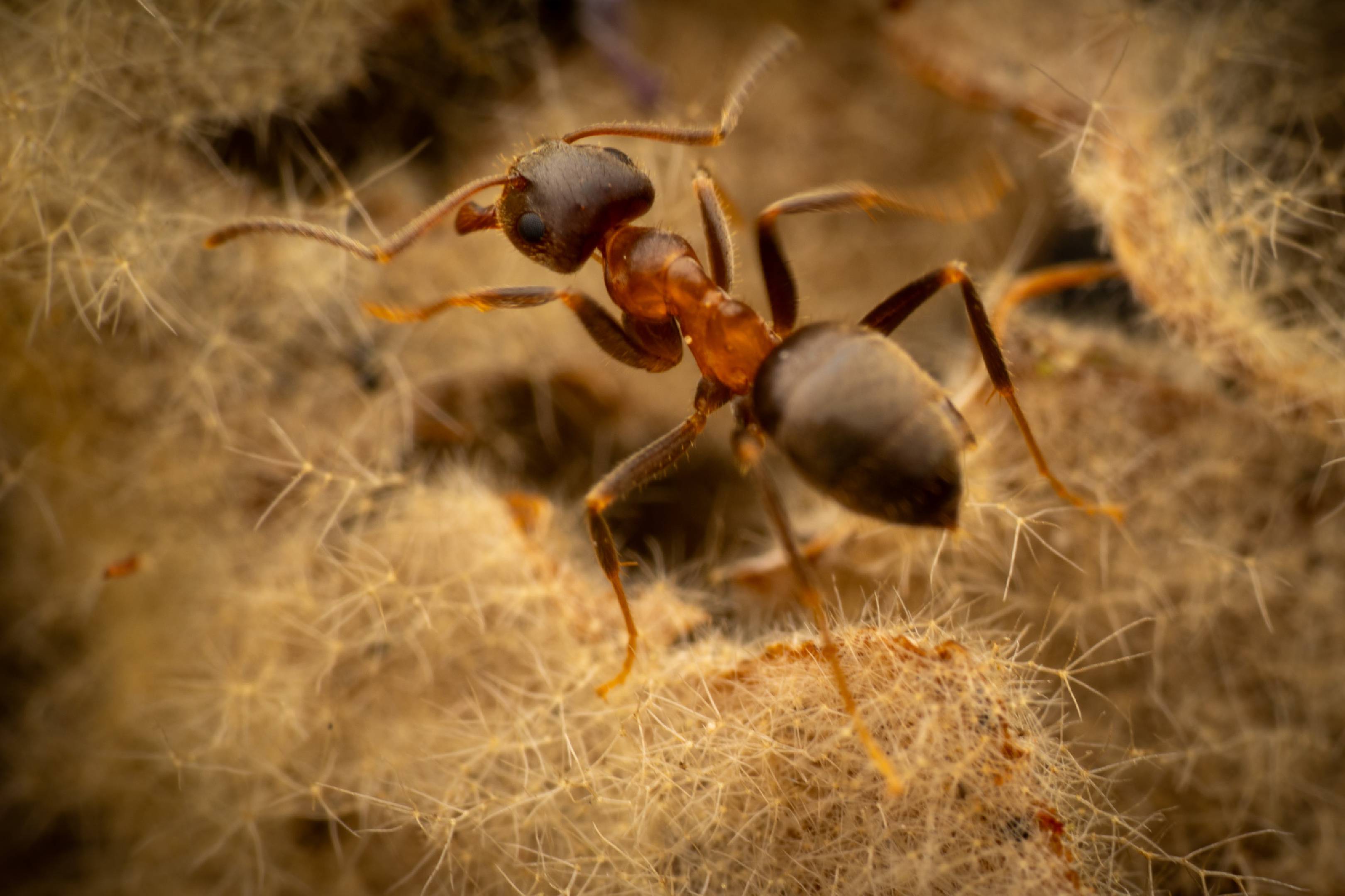 Brown Tree Ant