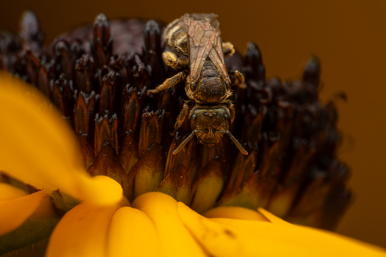 southern bronze furrow bee