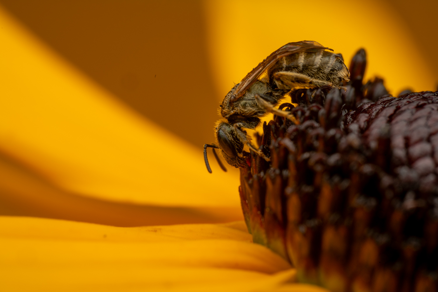 southern bronze furrow bee