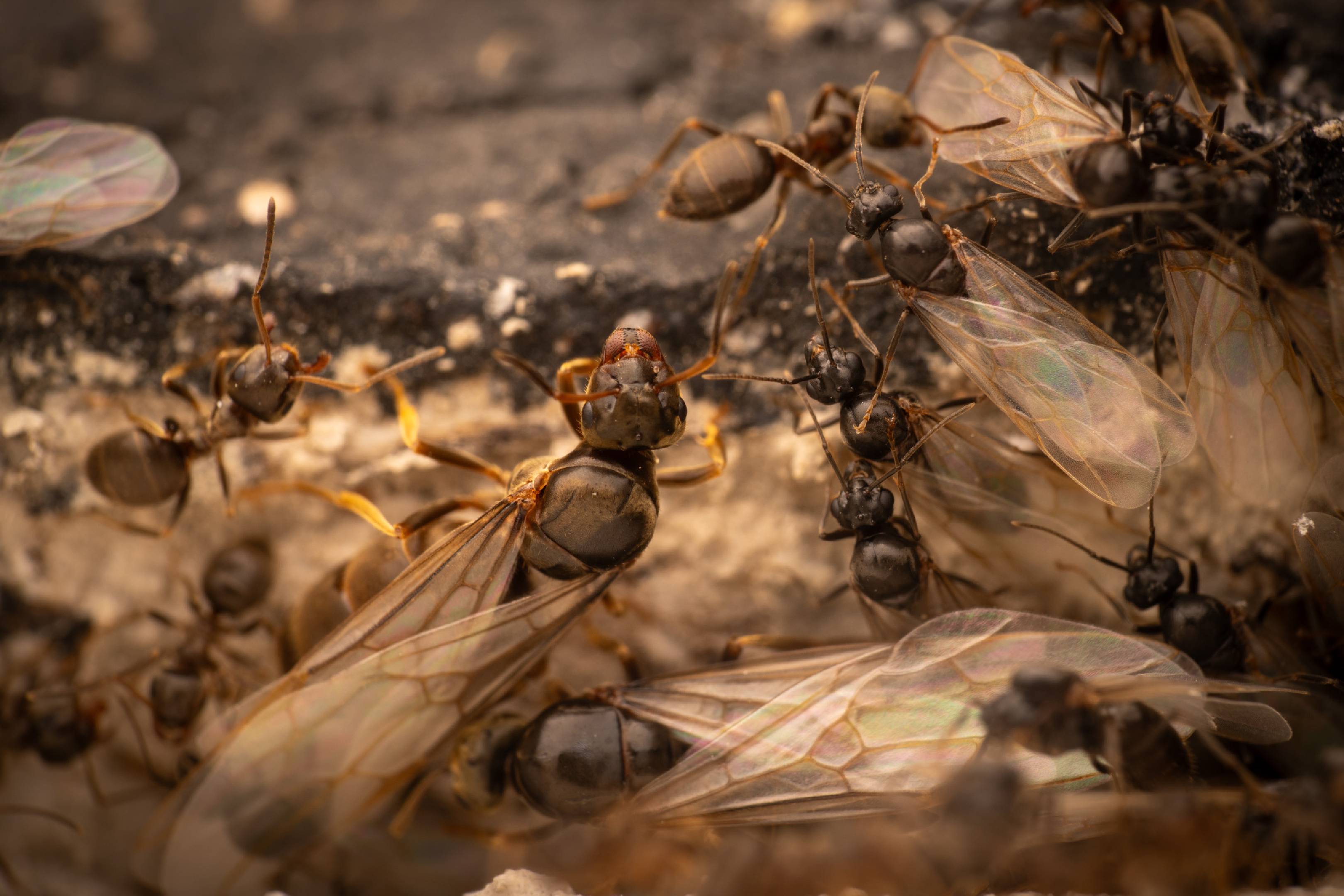 Brown Tree Ant