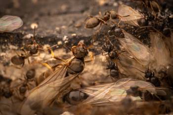 Brown Tree Ant