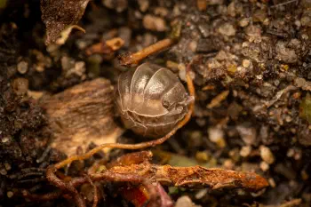 Pill Woodlice