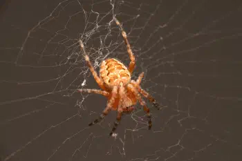 Cross Orbweaver