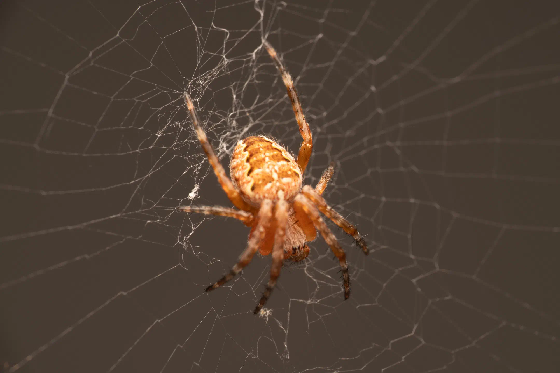 Cross Orbweaver