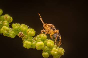 Three Spotted Nettle Bug
