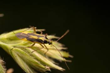 Two-spotted Grass Bug | Two-spotted Grass Bug