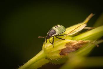 Green Shield Bug | Green Shield Bug