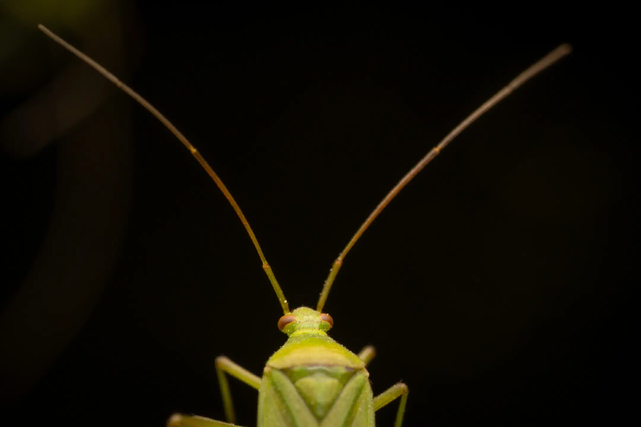 Calocoris affinis