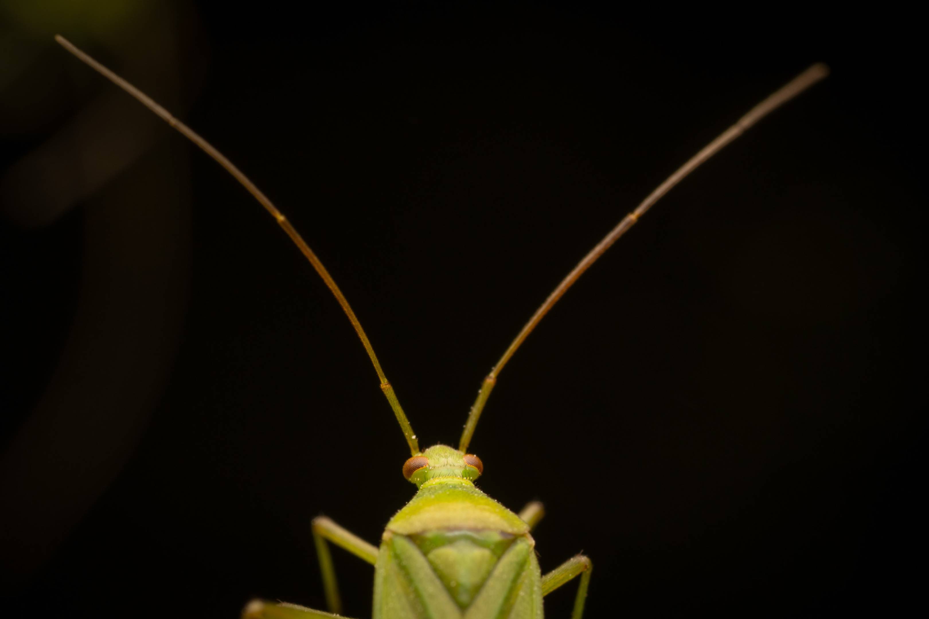 Calocoris affinis