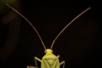 Calocoris affinis | Calocoris affinis