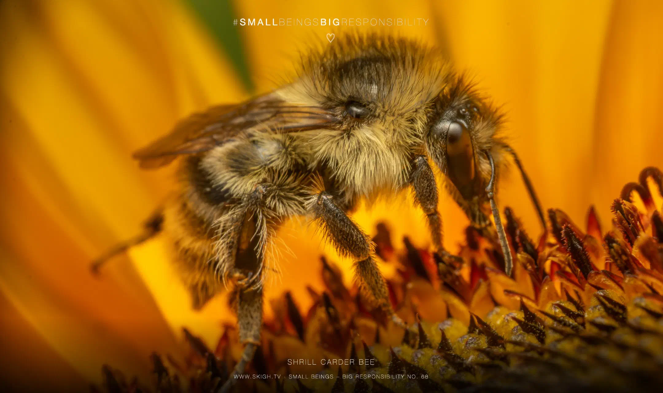Shrill carder bee
