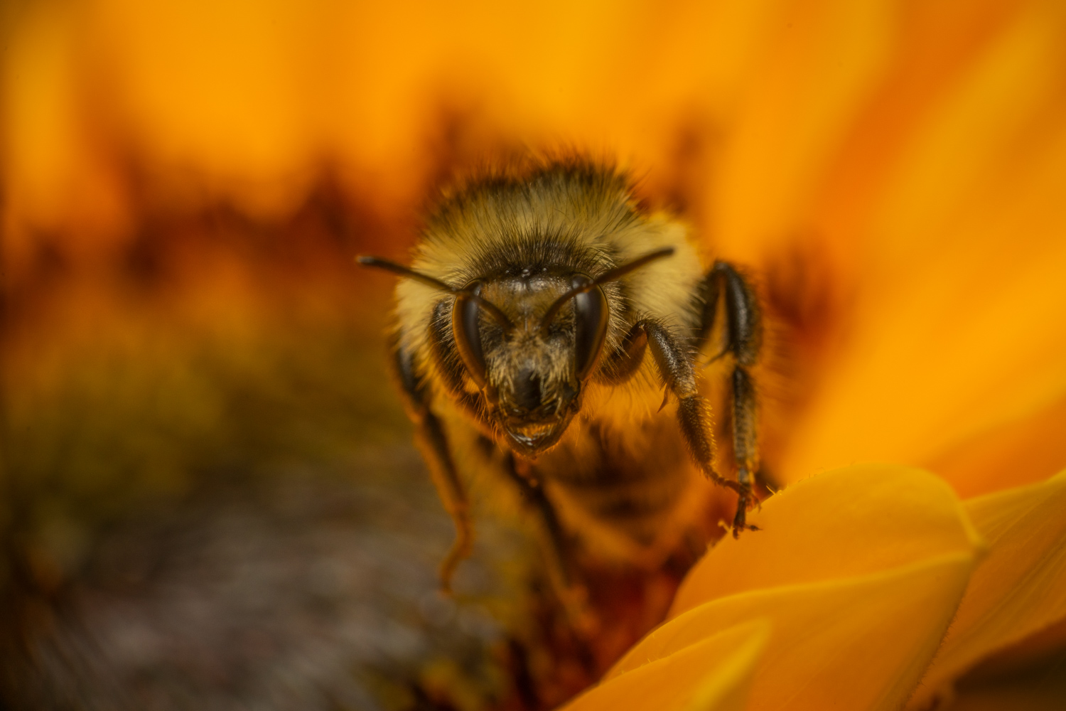 Shrill carder bee