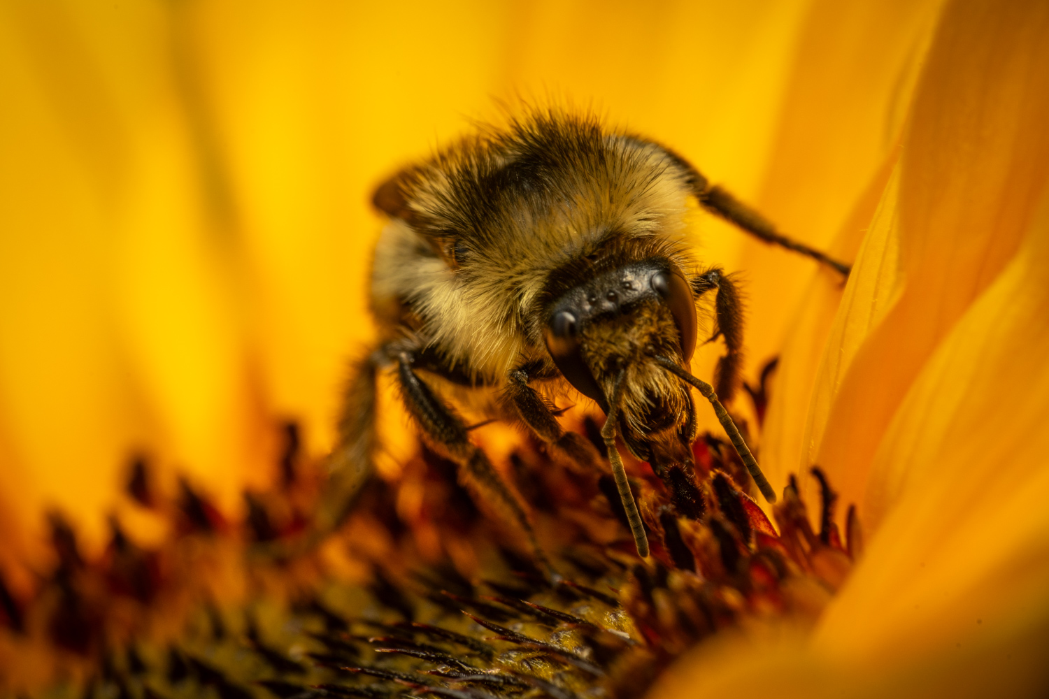 Shrill carder bee