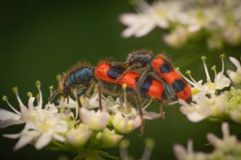 Bee-eating Beetle | Bee-eating Beetle