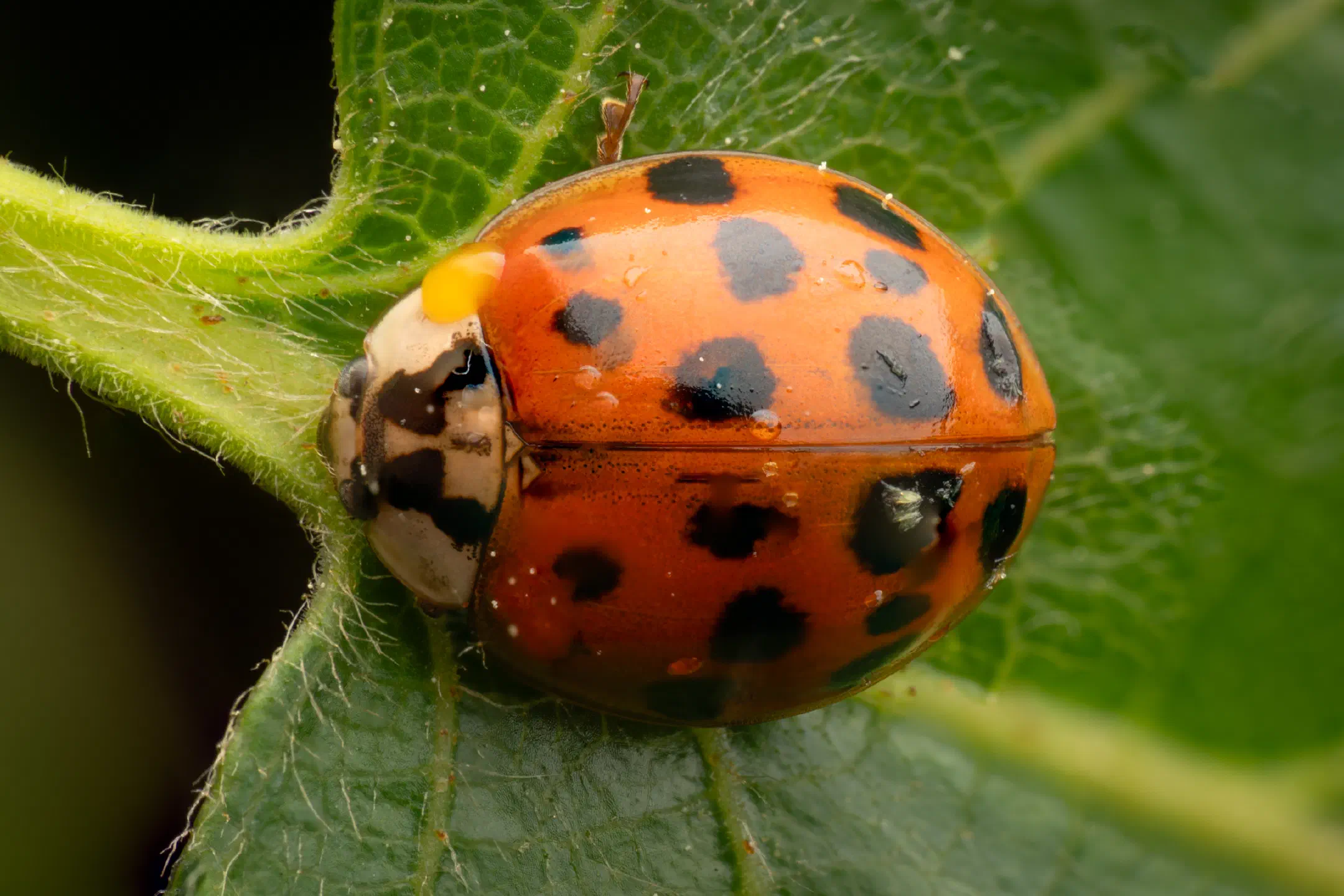 Asian Lady Beetle