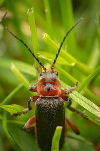 Rustic Sailor Beetle