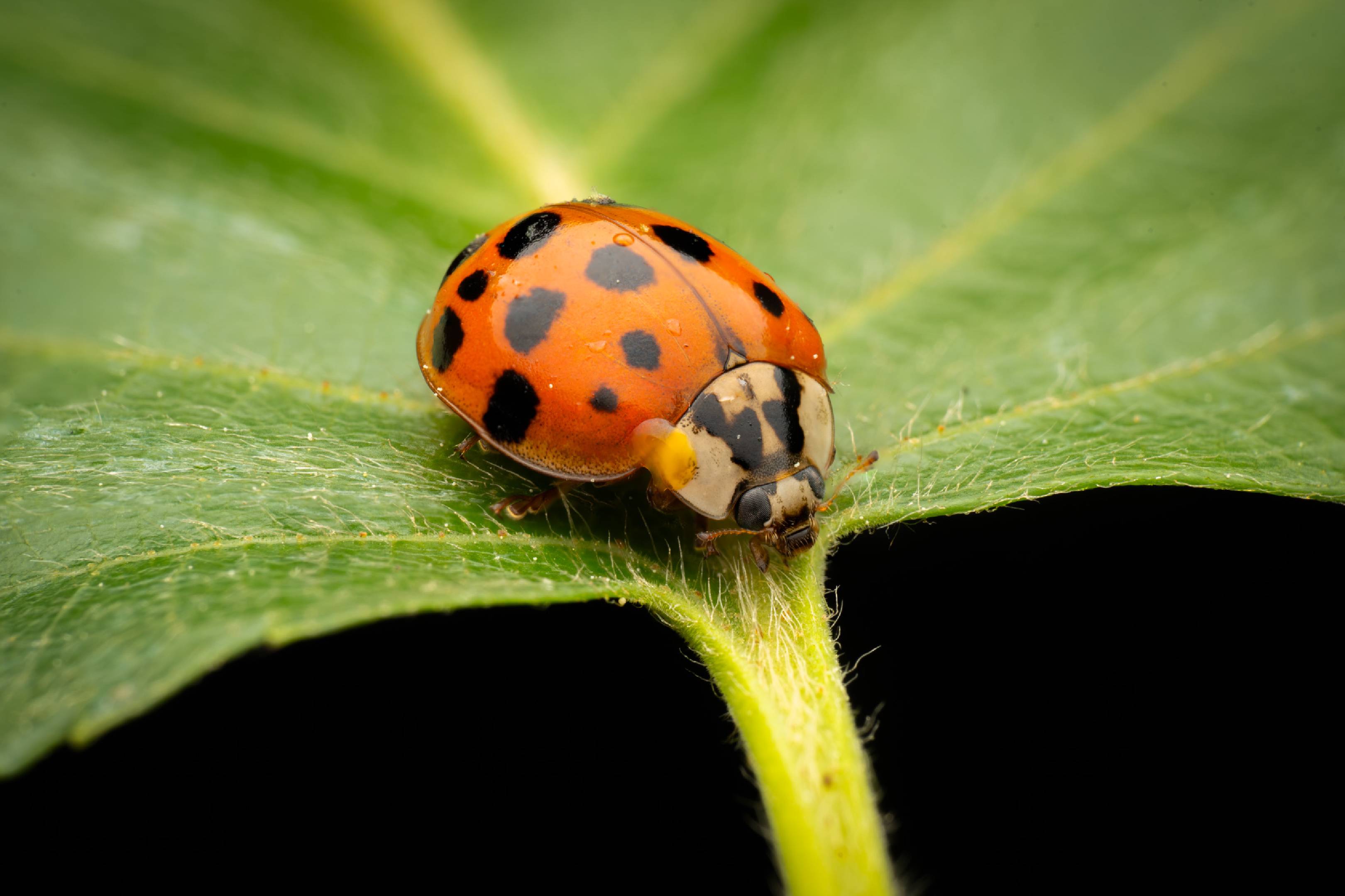 Asian Lady Beetle