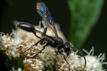 Mexican Grass-carrying Wasp