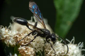 Mexican Grass-carrying Wasp