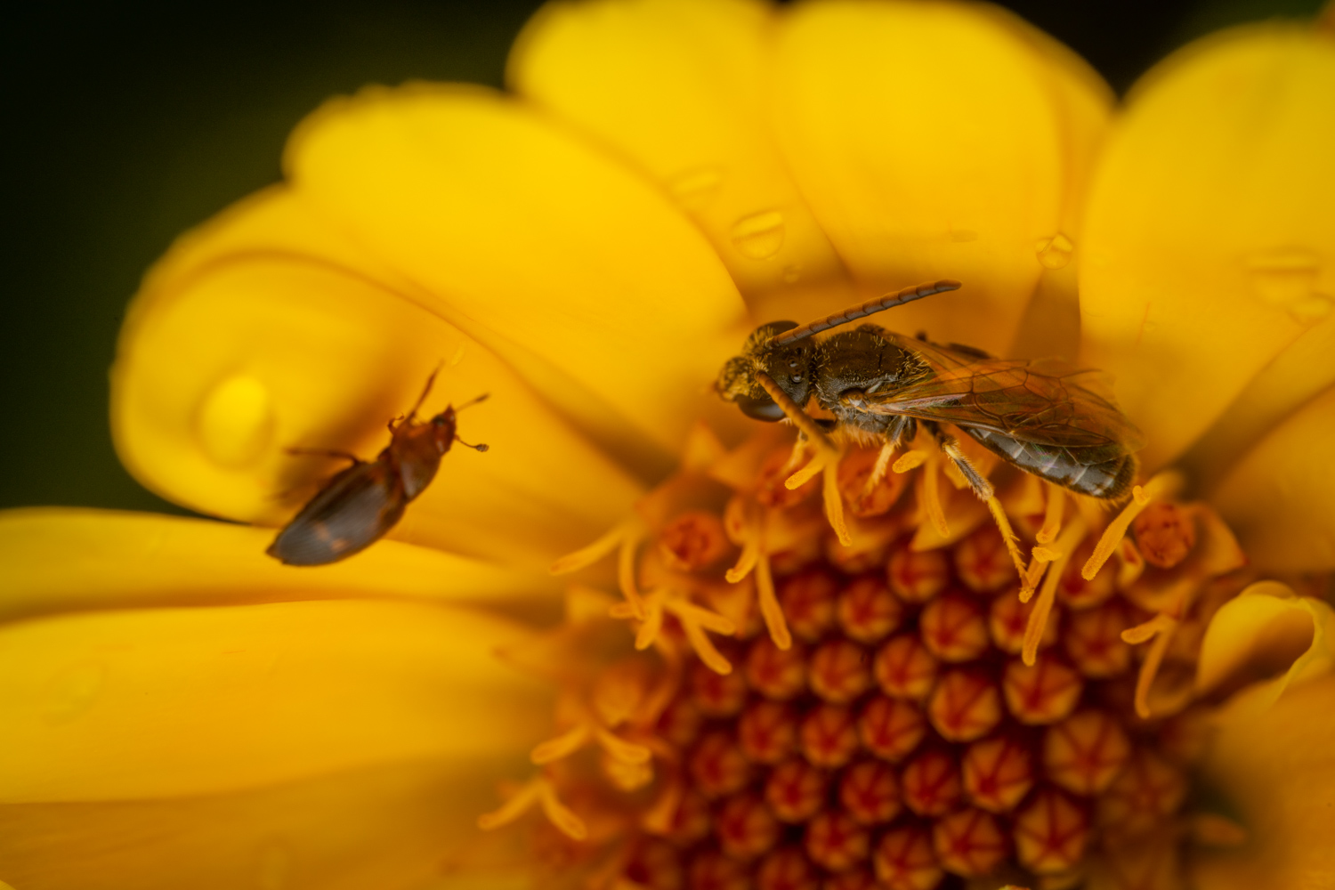 Sharp-collared furrow bee