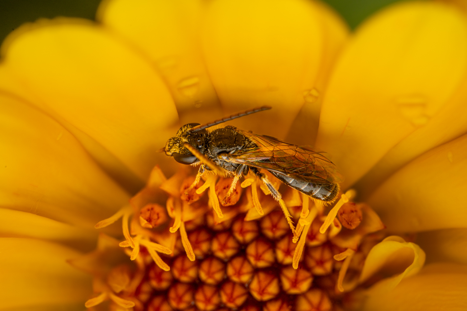 Sharp-collared furrow bee