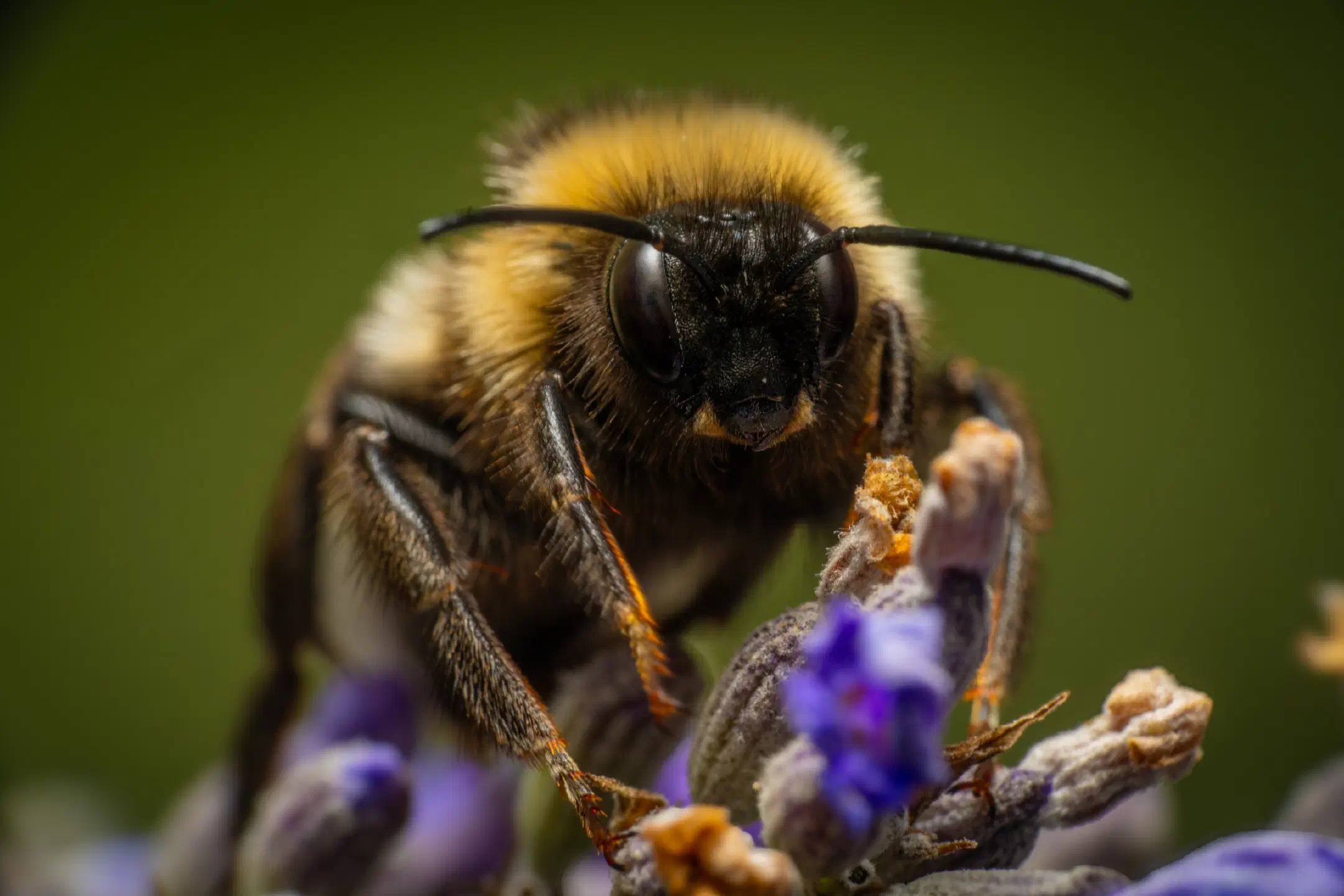 Cuckoo Bumble Bees