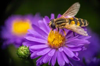 Trivittate Marsh Fly