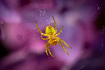 Cucumber Green Spider