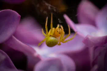 Cucumber Green Spider