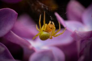 Cucumber Green Spider | Cucumber Green Spider