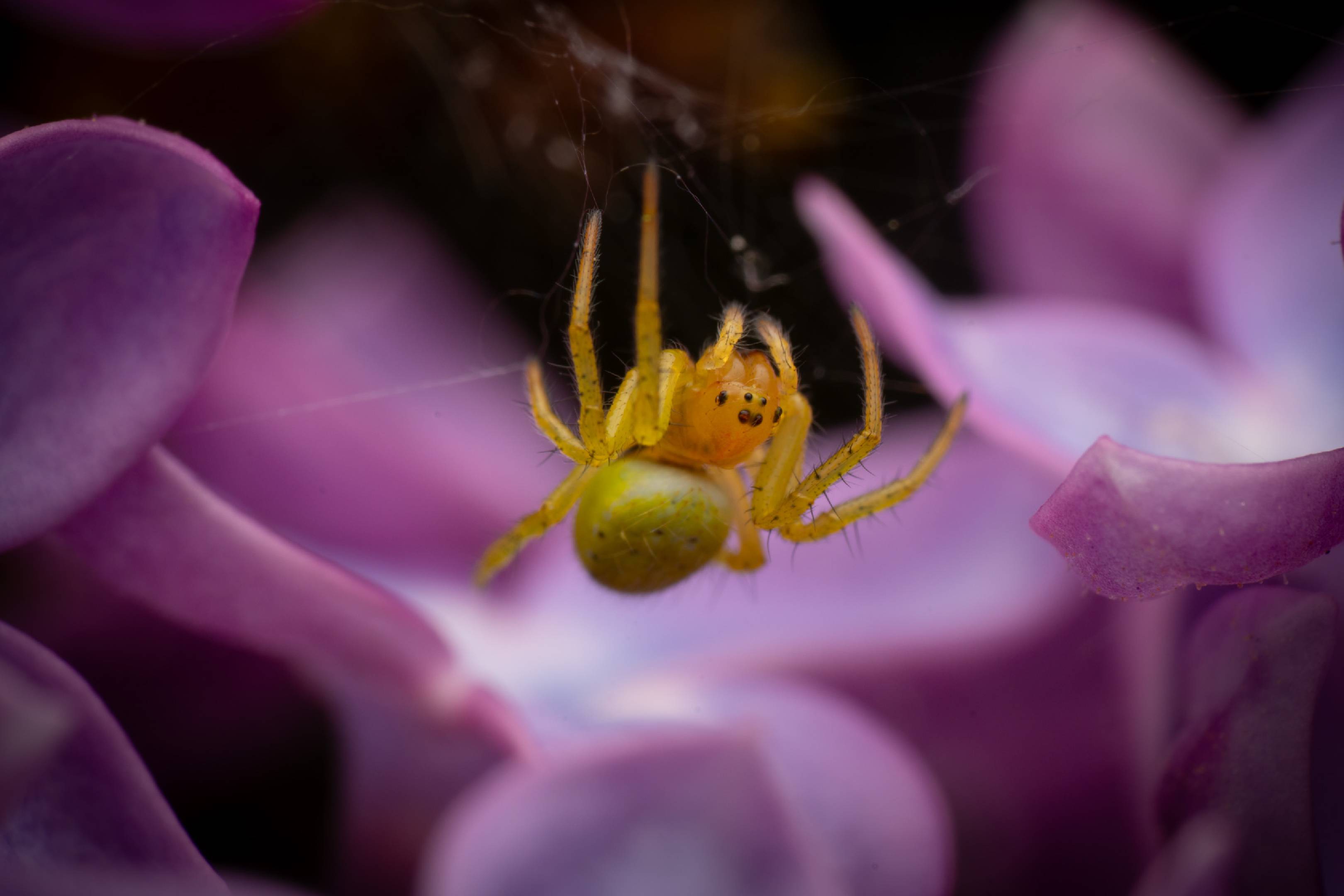 Cucumber Green Spider