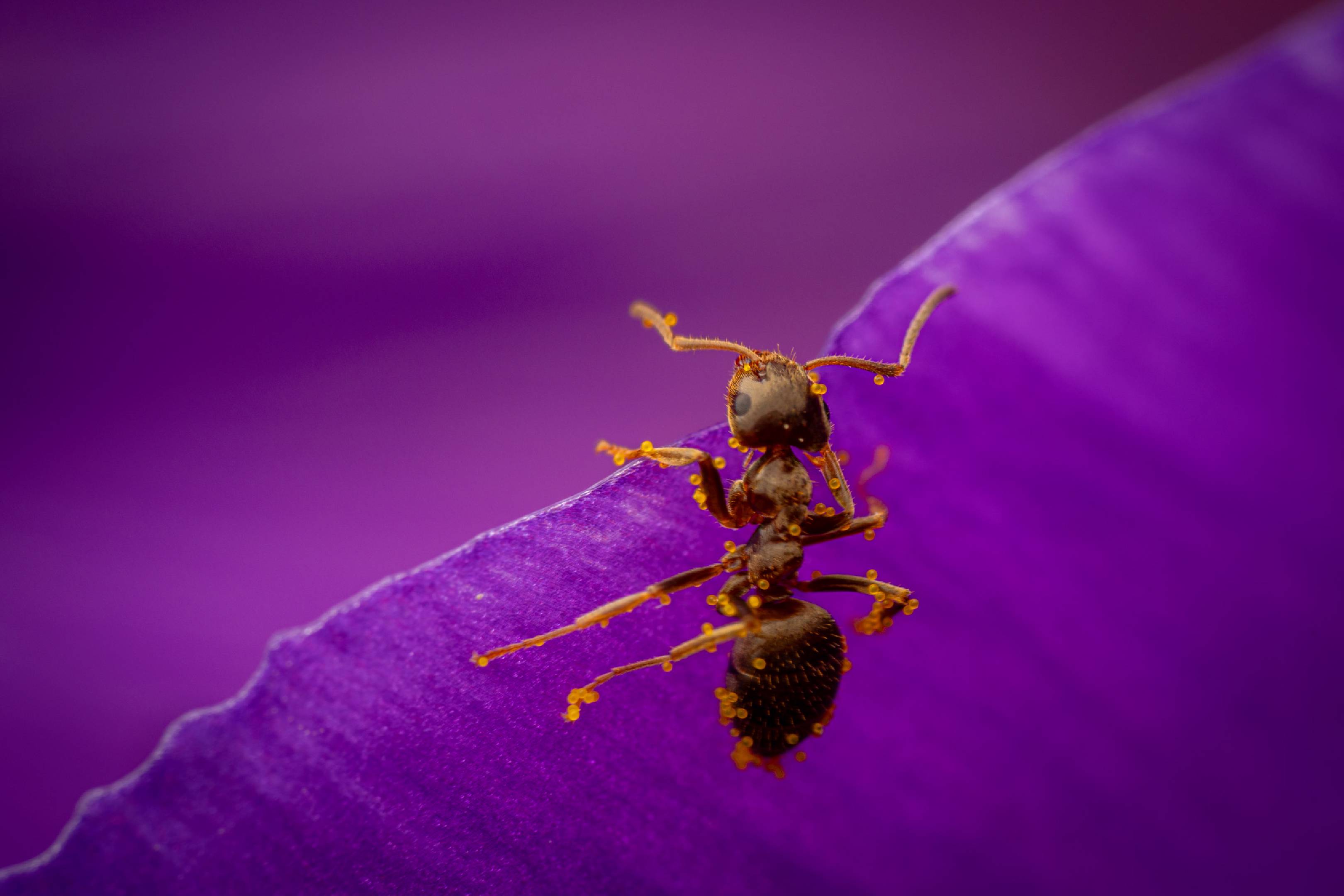 Black Garden Ant