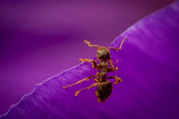 Black Garden Ant
