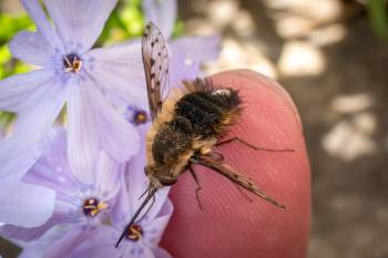 Dotted Bee Fly